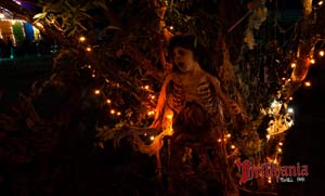 The Lady In The Tree